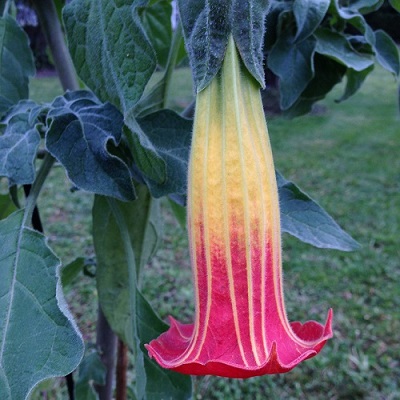 fleur de trompette des anges